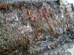 shannonbridge cap-1468.jpg